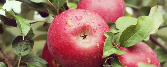 蘋果能冷藏嗎 蘋果的正確保存方法