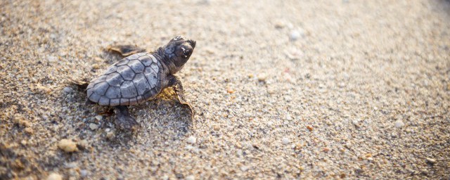 小烏龜可以曬太陽嗎 小烏龜到底能不能曬太陽