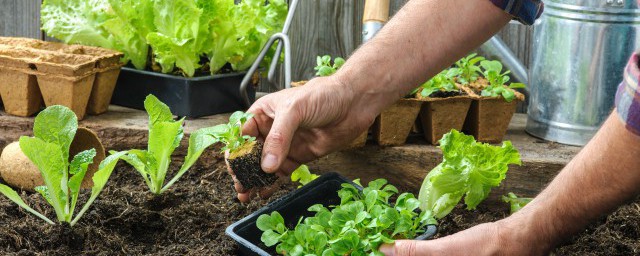怎麼種菜花油麥菜種子怎麼播種 怎樣種菜花油麥菜種子如何播種