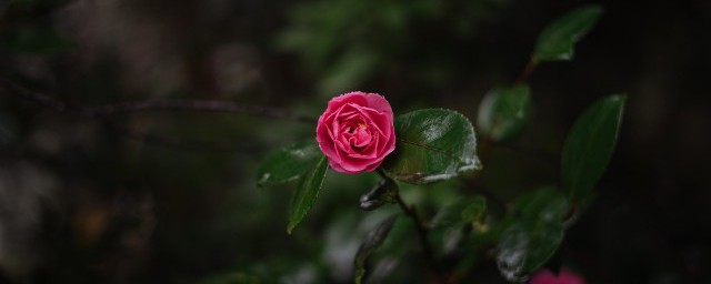 茶花可以曬太陽嗎 茶花能不能曬太陽