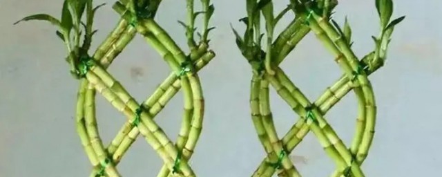 轉運竹彎竹水養植物 轉運竹如何養護