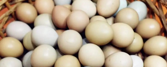野雞蛋怎麼孵化 野雞蛋如何孵化