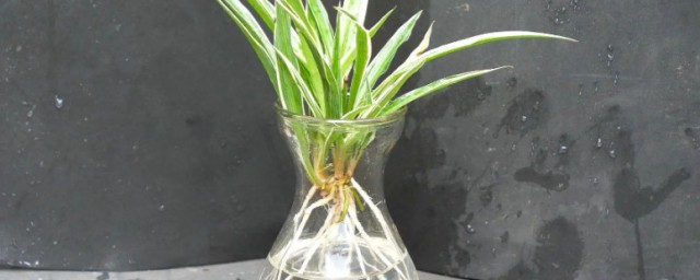 怎樣讓水培植物生根快 水培植物快速生根法