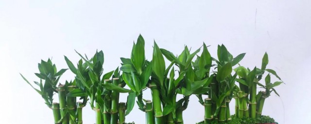 轉運竹種子怎麼種植 轉運竹子養植方法