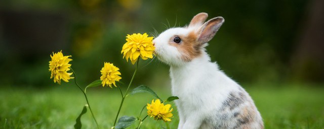 剛生的小兔子怎麼養 剛生的小兔子的養殖方法