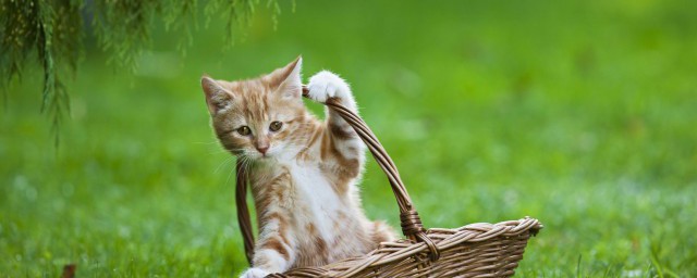 剛出月的小貓怎麼養 剛出月的小貓如何養