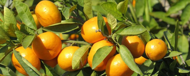 四川橘子什麼季節成熟 四川橘子的價值