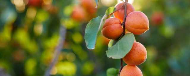 梅子和杏子是什麼季節成熟的 梅子和杏子成熟季節簡介