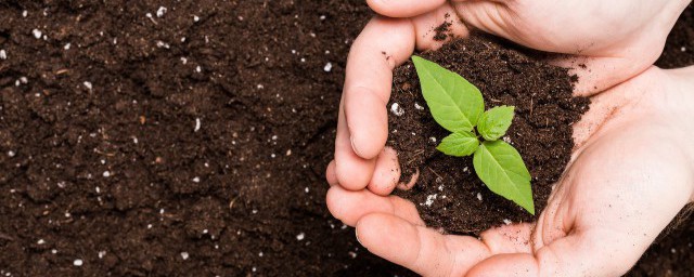 怎麼養土 養花自制培養土的方法
