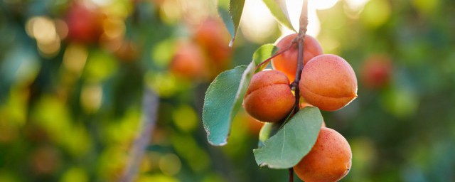杏成熟季節 杏的簡介