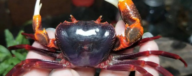 惡魔蟹怎麼養 惡魔蟹如何養