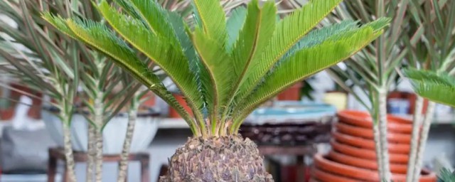 菠蘿鐵樹怎麼養 菠蘿鐵樹如何養