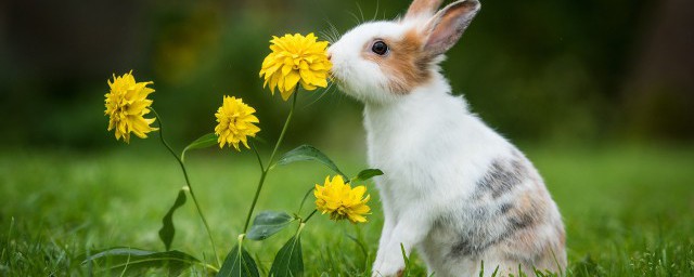 怎麼養小白兔 如何養小白兔