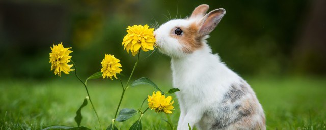 怎麼養兔子不臭 如何養兔子不臭