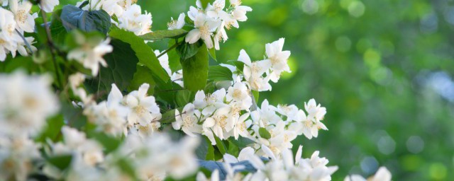 茉莉花樹怎麼養 茉莉花樹如何養