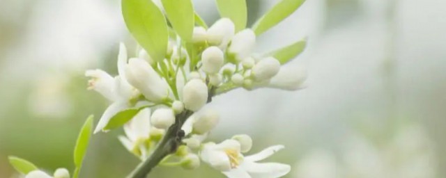 橘子花怎麼養 橘子花如何養