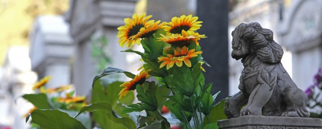 向日葵花怎麼養 向日葵花如何養