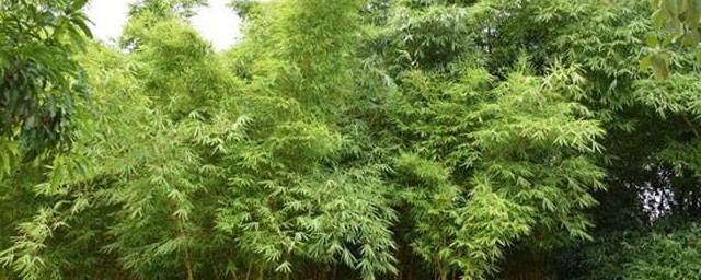 鳳尾竹怎麼養長得快 鳳尾竹的養殖技巧