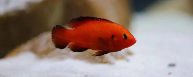 紅寶石魚怎麼養能紅 紅寶石魚如何養能紅