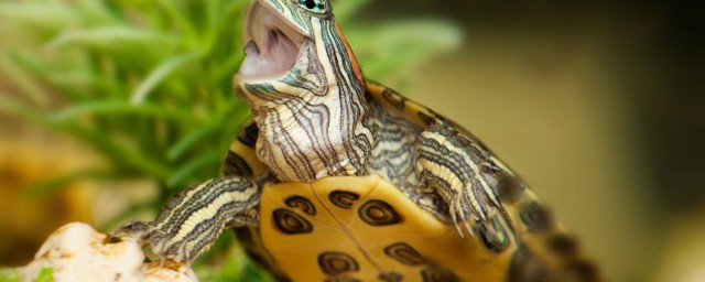 西非側頸龜怎麼養 西非側頸龜的養殖方法