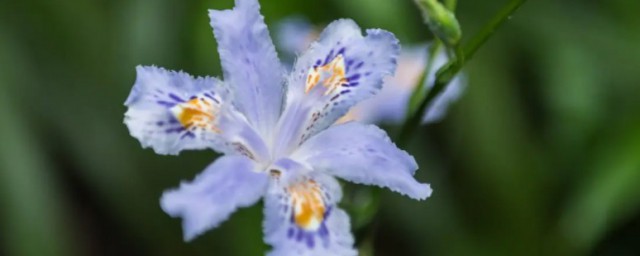 紫蝴蝶花怎麼養 紫蝴蝶花如何養