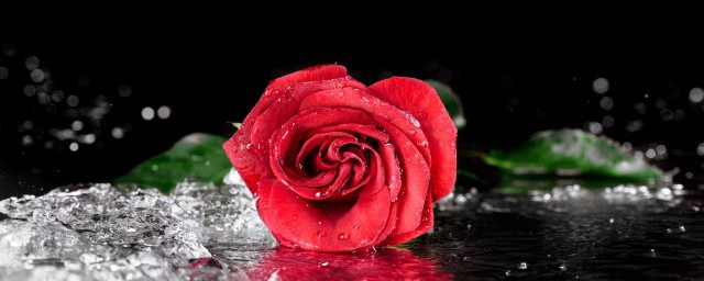 小球玫瑰怎麼養成老樁 小球玫瑰要想養成老樁的方法