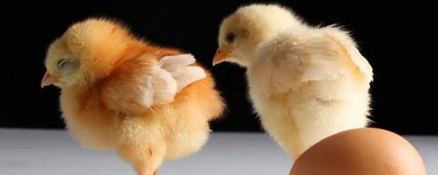 小雞孵化出來後怎麼養 小雞孵化出來後如何養