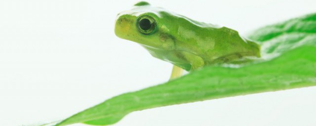 綠角蛙怎麼養 綠角蛙的養殖方法