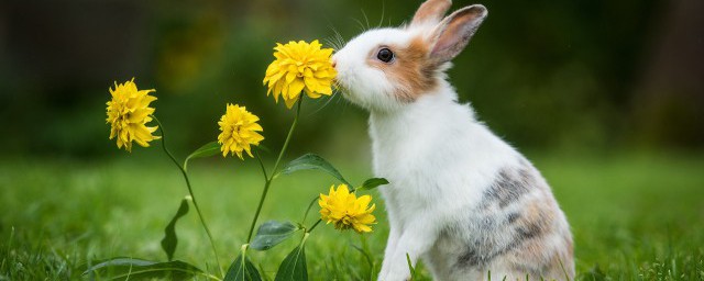 小兔怎麼養 小兔如何養