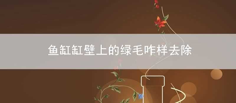 魚缸缸壁上的綠毛咋樣去除