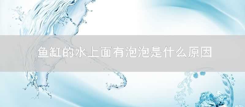 魚缸的水上面有泡泡是什麼原因