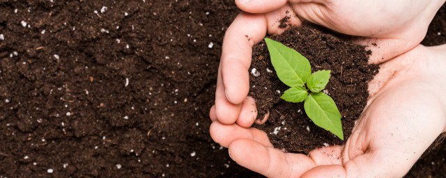 蔬菜怎麼施肥 夏季蔬菜施肥的方法