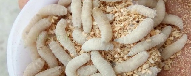 蛆蟲怎麼養殖 蛆蟲養殖的幾種方法