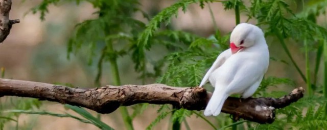 白珍珠鳥怎麼養 白珍珠鳥如何養