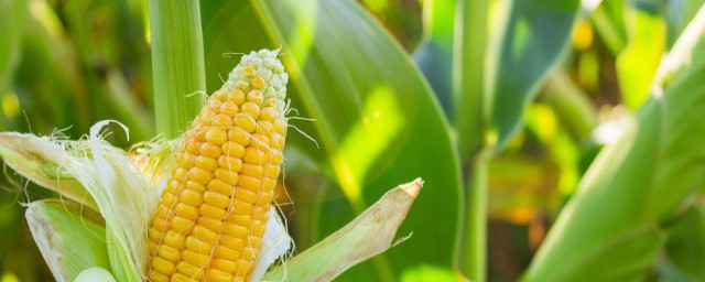 阜陽玉米是什麼季節成熟 安徽阜陽什麼時候收玉米
