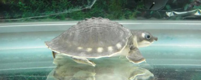 象鼻龜怎麼養 象鼻龜如何養