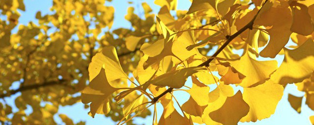 銀杏葉在什麼季節成熟 銀杏葉變黃的季節