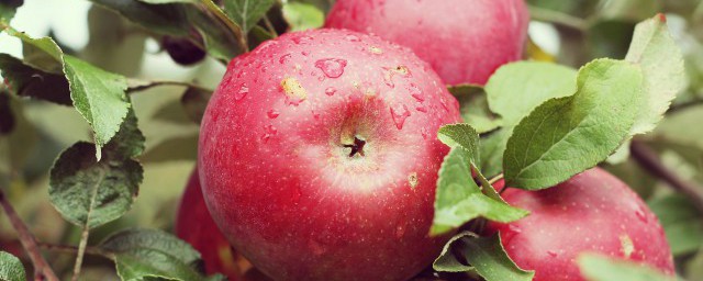 紅蘋果在什麼季節成熟 紅蘋果在哪個季節成熟