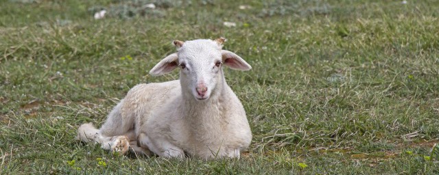 動物養殖有哪些 養殖動物都有哪些