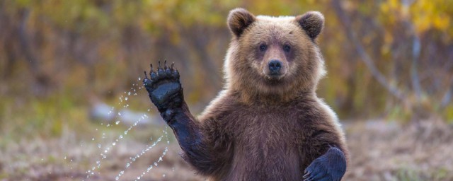 森林有哪些動物 森林的動物介紹