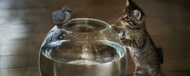 動物的趣聞有哪些 動物有什麼趣聞