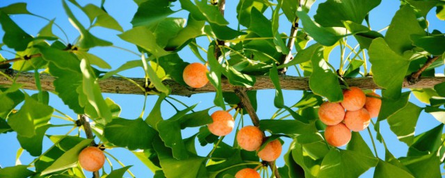 銀杏果什麼季節成熟 銀杏果哪個季節成熟