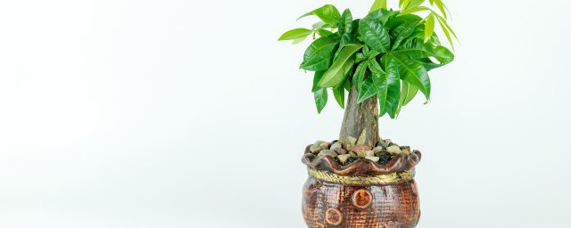 客廳放什麼盆栽旺財助事業 客廳放哪些植物招財旺業