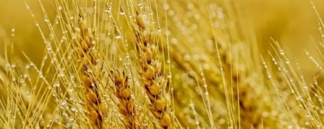 小麥什麼季節會成熟 小麥哪個季節會成熟