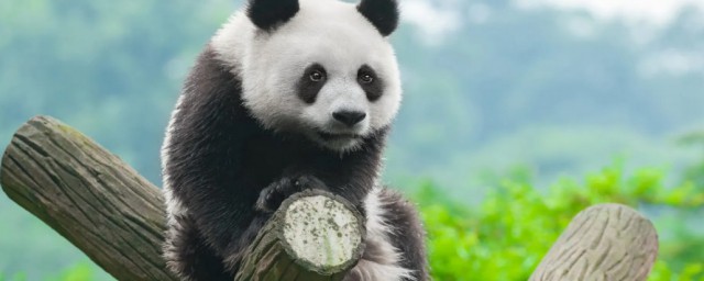 哪些動物園有大熊貓 什麼動物園有大熊貓