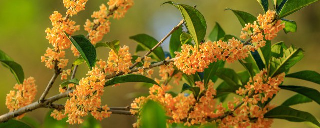 農村院子栽什麼樹旺財 農村宅院栽種哪些樹最旺宅