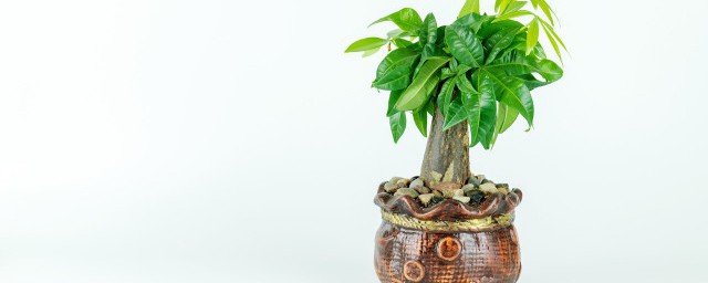 客廳種什麼植物旺財 客廳種哪種植物最旺財