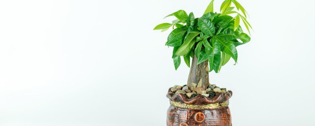 傢裡盆栽什麼樹旺財 養什麼植物最旺財