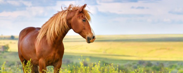 屬馬穿什麼顏色旺財 屬馬穿哪種顏色旺財