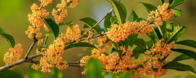 房屋後面栽什麼果樹旺財 屋後種什麼樹最旺